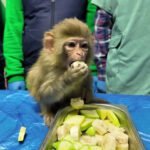 Spašeni majmun Garip postao omiljena atrakcija zoološkog vrta