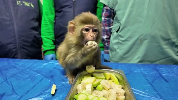Spašeni majmun Garip postao omiljena atrakcija zoološkog vrta