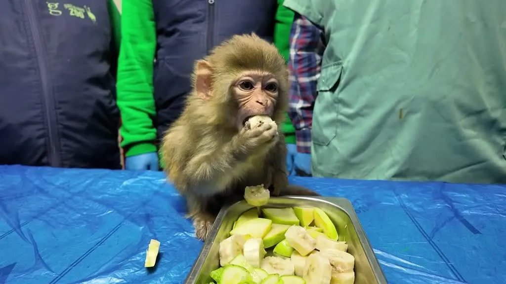 Spašeni majmun Garip postao omiljena atrakcija zoološkog vrta