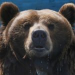 Najdeblji medvjed izabran putem internet glasanja na "Fat Bear Week"