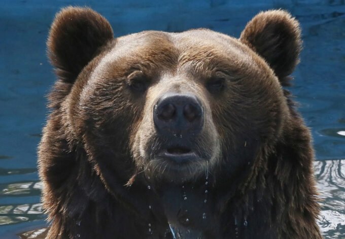 Najdeblji medvjed izabran putem internet glasanja na "Fat Bear Week"