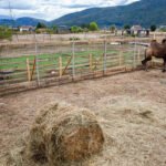 Dvogrba kamila Edo postala atrakcija Zoo vrta Bambi u Hrasnici