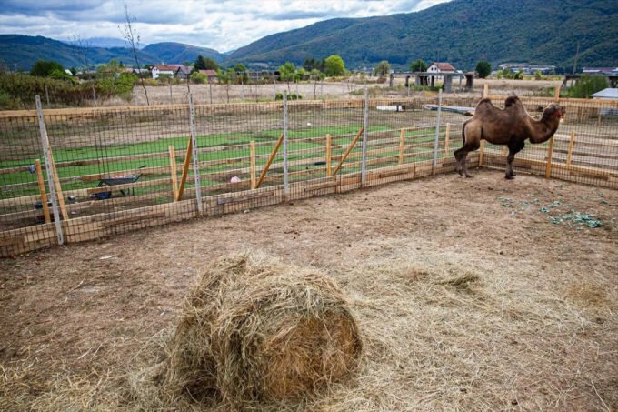 Dvogrba kamila Edo postala atrakcija Zoo vrta Bambi u Hrasnici