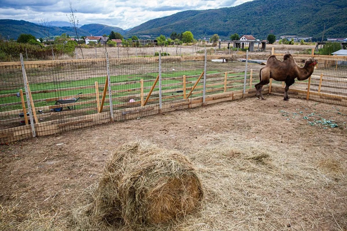 Dvogrba kamila Edo postala atrakcija Zoo vrta Bambi u Hrasnici