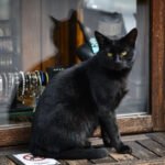 Nikada ne dajte ove namirnice svojim mačkama jer mogu izazvati ozbiljne probleme