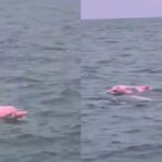 Prizor u Omanu oduševio prisutne, zabilježen rijedak primjerak ružičastog delfina