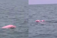 Prizor u Omanu oduševio prisutne, zabilježen rijedak primjerak ružičastog delfina
