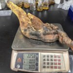 Gljiva visoka pola metra dobila ime po Tiranosaurusu, naučnici u čudu
