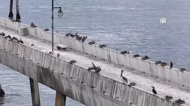 Pelikani preuzeli napušteni mol u Kaliforniji dok građani čekaju popravke