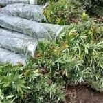 U Bosanskoj Krupi pronađena plantaža kanabisa, uhapšena jedna osoba