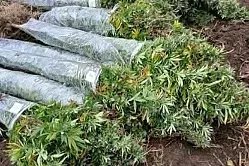 U Bosanskoj Krupi pronađena plantaža kanabisa, uhapšena jedna osoba