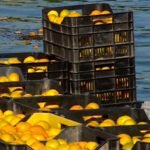 Proizvođači mandarina suočavaju se s padom otkupnih cijena i smanjenom zaradom