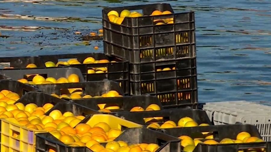 Proizvođači mandarina suočavaju se s padom otkupnih cijena i smanjenom zaradom
