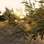 Neum organizuje Dane berbe maslina uz degustaciju i predavanja u petak