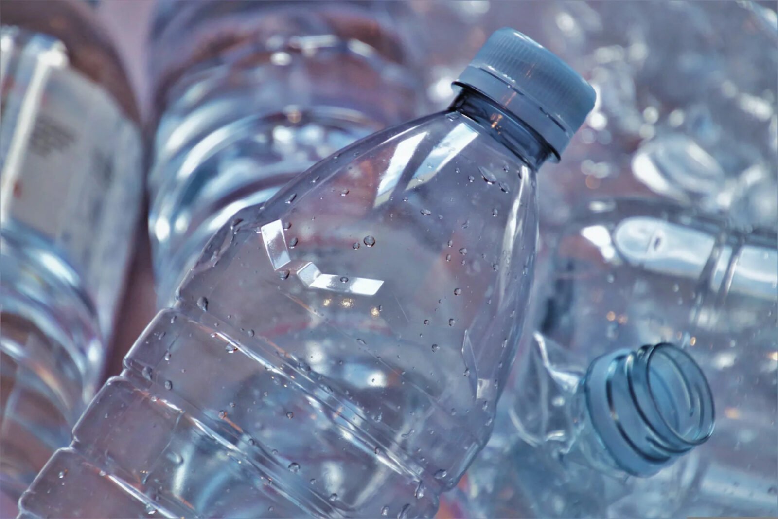 Plastične flaše mogu zaštititi mlade voćke tokom zime, ne bacajte ih