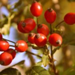 Šipurak je bogat vitaminom C, a priprema čaja uključuje važan detalj koji se često zanemaruje