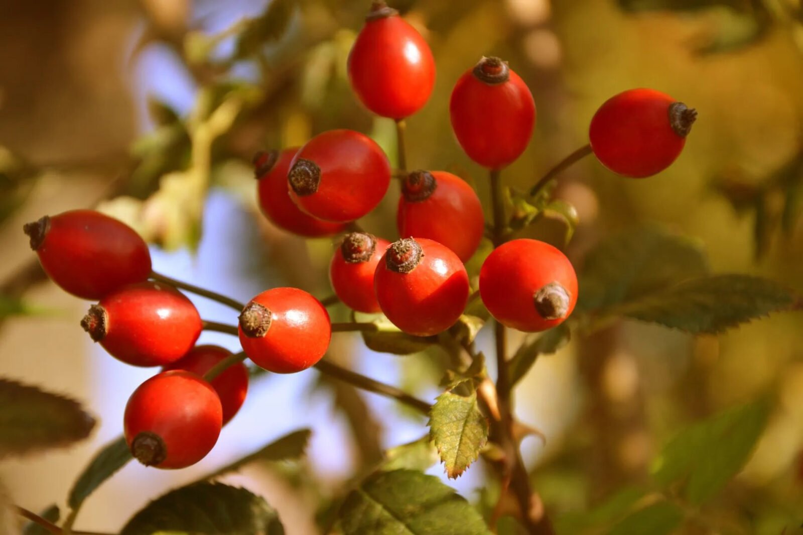Šipurak je bogat vitaminom C, a priprema čaja uključuje važan detalj koji se često zanemaruje