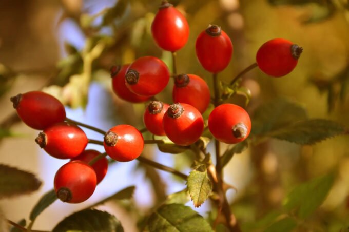 Šipurak je bogat vitaminom C, a priprema čaja uključuje važan detalj koji se često zanemaruje