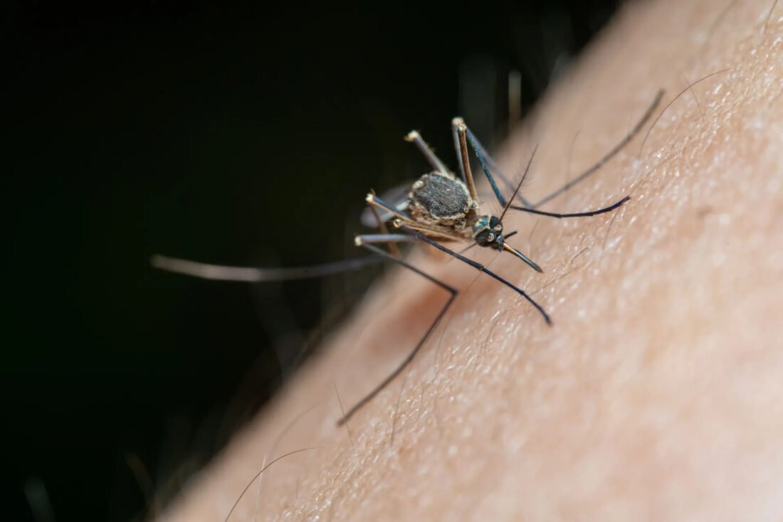Virus Zapadnog Nila proliferira Europom uz rekordan broj zaraženih i preminulih