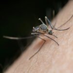 Virus Zapadnog Nila proliferira Europom uz rekordan broj zaraženih i preminulih