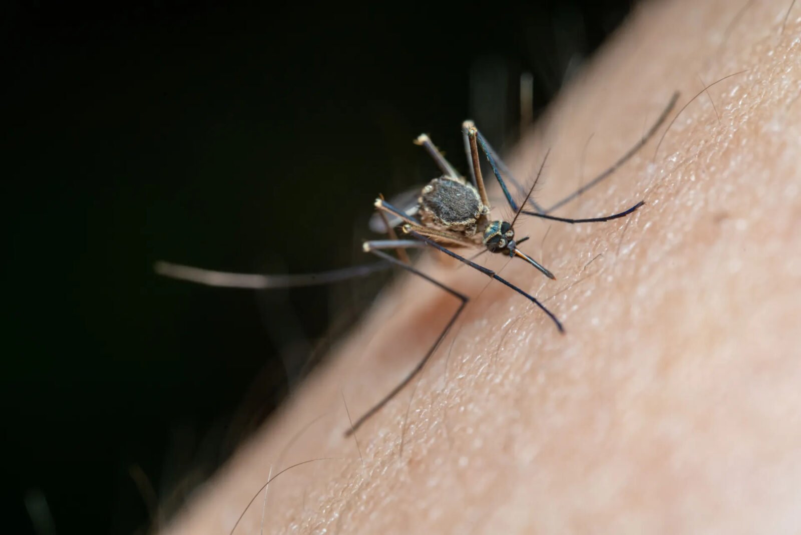 Virus Zapadnog Nila proliferira Europom uz rekordan broj zaraženih i preminulih
