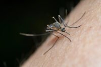 Virus Zapadnog Nila proliferira Europom uz rekordan broj zaraženih i preminulih