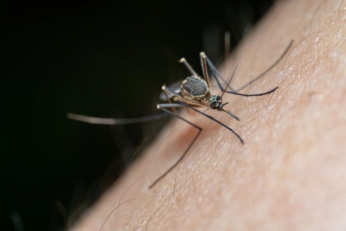 Virus Zapadnog Nila proliferira Europom uz rekordan broj zaraženih i preminulih