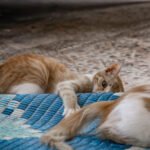 Da li je prikladno mačkama davati hljeb? Savjeti na koje treba obratiti pažnju