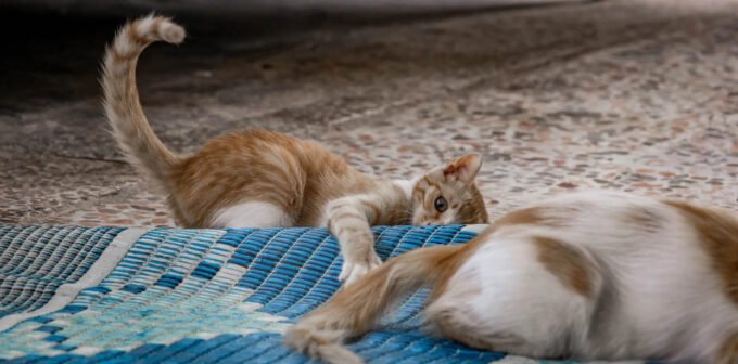 Da li je prikladno mačkama davati hljeb? Savjeti na koje treba obratiti pažnju