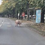 Svinja prošetala bh. gradom i zatekla vozače i prolaznike na cesti