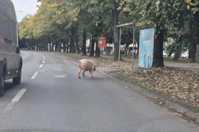 Svinja prošetala bh. gradom i zatekla vozače i prolaznike na cesti