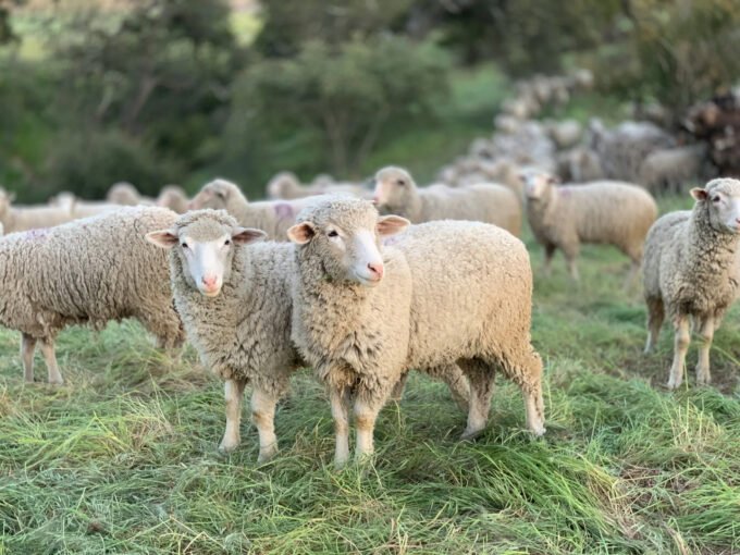 Hiljade ovaca ostale same na otoku, a njihova sudbina šokirala naučnike
