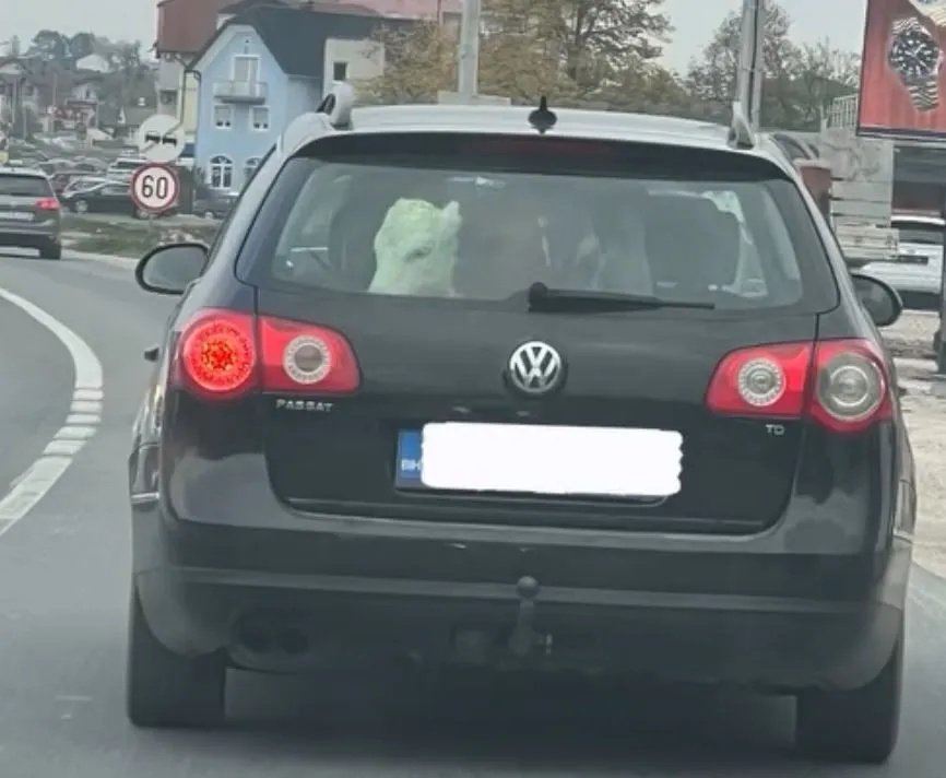 Tele vozilo na zadnjem sjedištu automobila Passat na bh. putevima