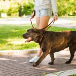 Šest uobičajenih grešaka koje vlasnici pasa prave tokom šetnje s njihovim ljubimcima