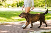 Šest uobičajenih grešaka koje vlasnici pasa prave tokom šetnje s njihovim ljubimcima